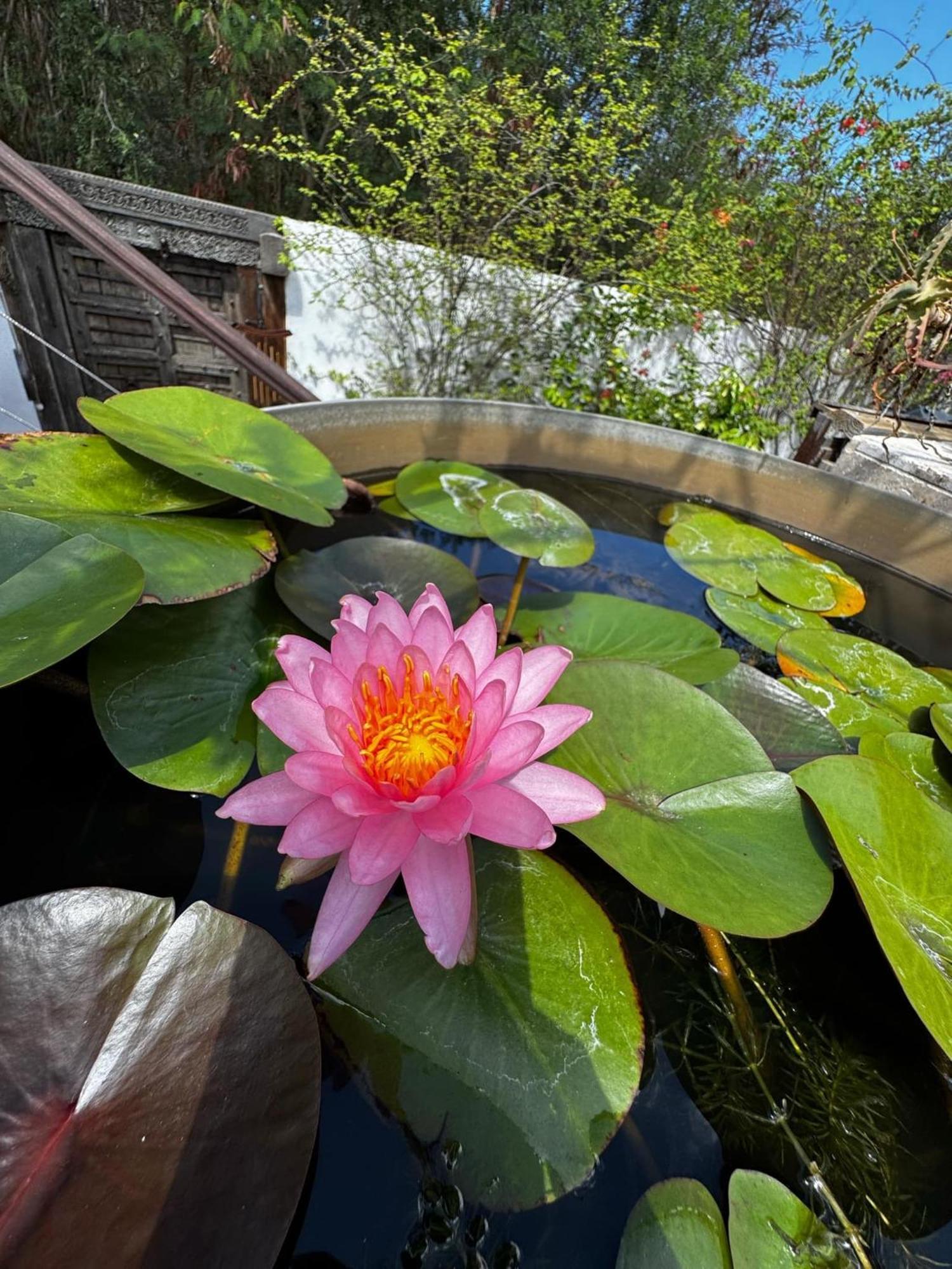 Lotus Garden Villa Ravine des Cabris Buitenkant foto